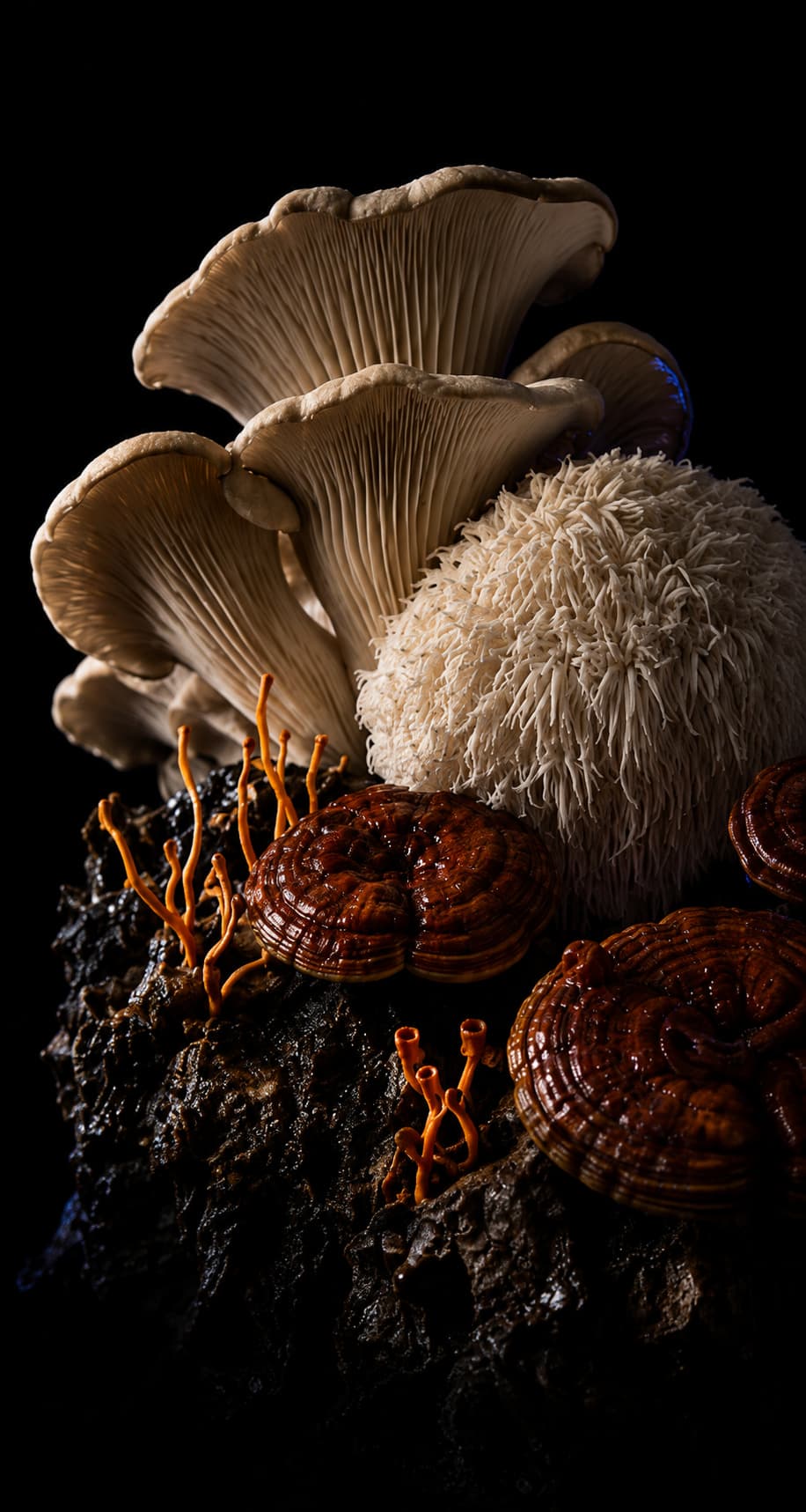 Oyster, lion's mane, reishi and cordyceps grouped on bark against black