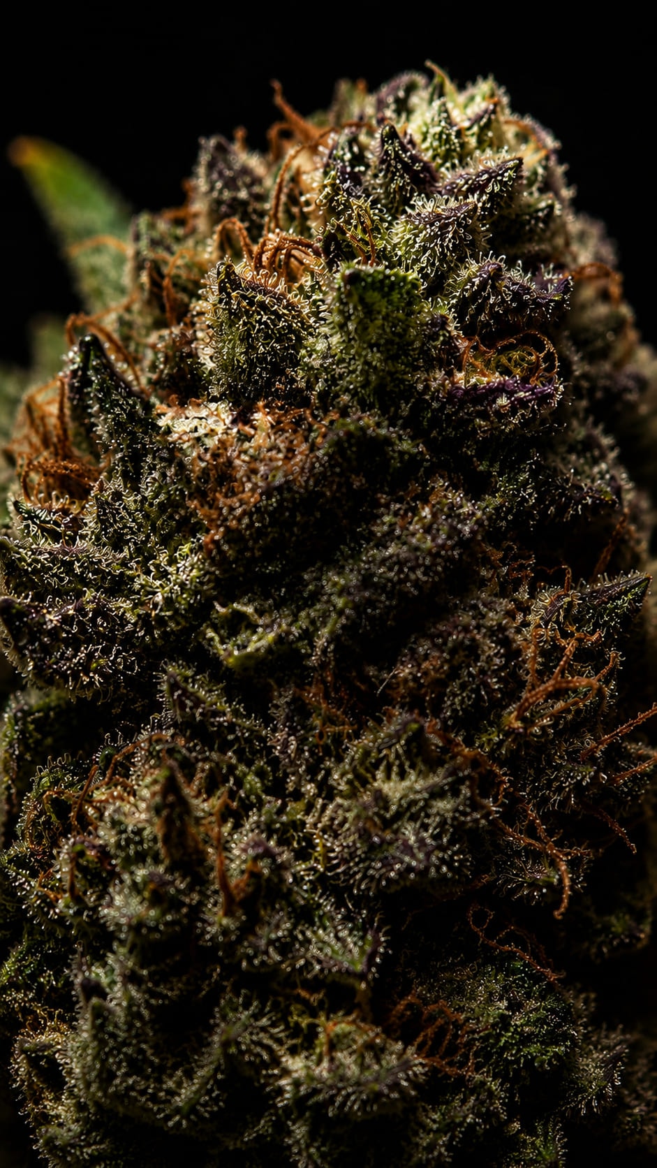 A cured cannabis flower filling the frame, lit against black